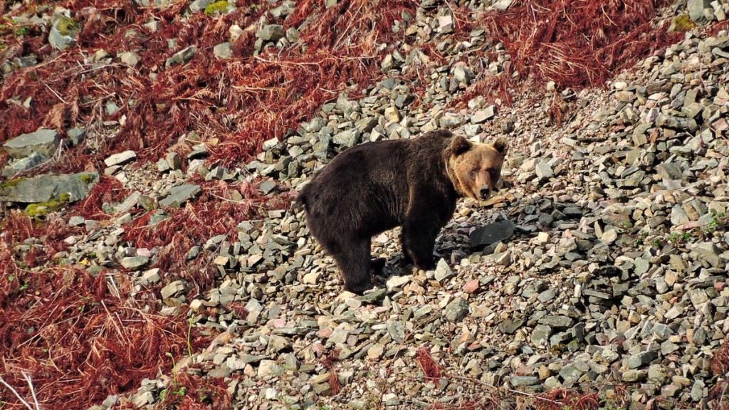 coolpix prim. oso 470