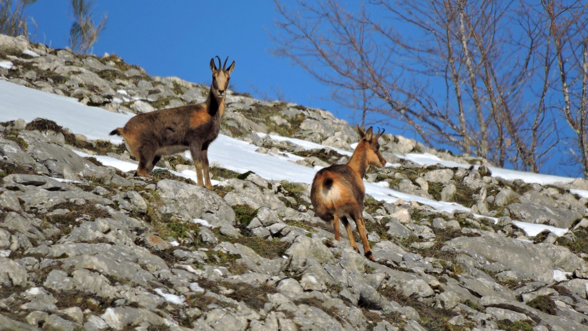 rebecos en fuentes del narcea dgeaña e ibias ecoturismo en asturias muniellos avistamientos de fauna salvaje