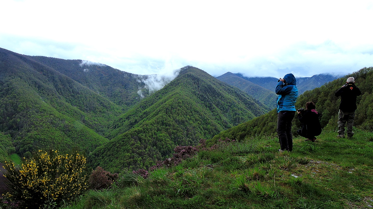 observación de fauna en asturias ver osos en fuentes del narcea degaña e ibias ecoturismo en muniellos